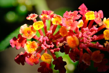 Fototapeta premium Vibrant Lantana Flower Close-Up