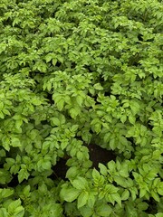 Potato plants fresh green leaves. Potato plantation, green leaves of young agriculture in field. Slow motion.