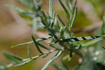 Close-up of Green Plant Leaves