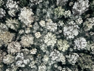 Aerial view of forest in winter