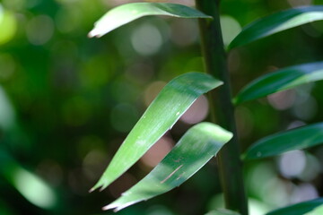 Close-up of Green Leaves in Sunlight