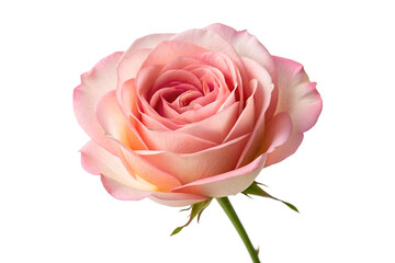Delicate Pink Rose Blossom A Close-Up Studio Shot of a Single Rose