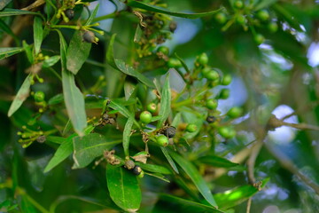 Close-up of Green Berries on a Tree