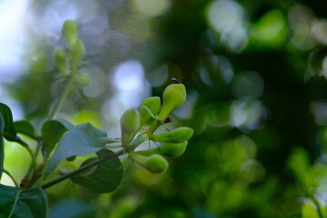 Close-up of Green Seed Pods in Botanical Garden