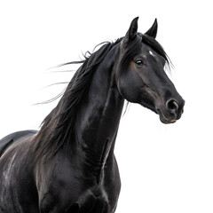 A majestic black stallion with a flowing mane and tail, isolated on transparent background, is captured in a closeup profile portrait