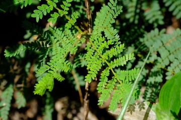 Close-up of Fern Leaves in Sunlight