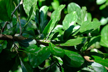 Lush Green Foliage in Sunlight