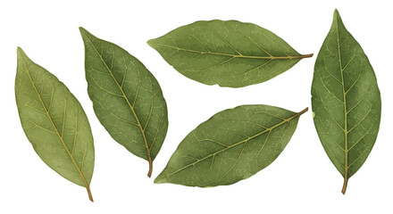 Fototapeta premium Watercolor Style Botanical Illustration Of Vibrant Green Bell Pepper Leaves Capturing Their Intricate Vein Patterns And Delicate Textural Details