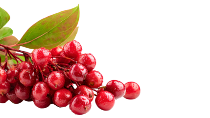 Isolated Schisandra chinensis berries on white background with copy space for text or design use