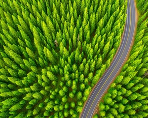 Road cuts through an evergreen forest