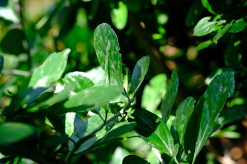 Close-up of Green Leaves in Sunlight