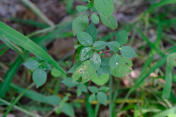Close-up of Green Leafy Plant in Garden