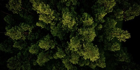 Aerial view of dense green foliage