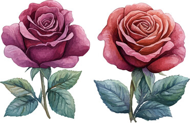 pink roses on white background