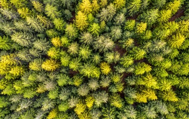 Aerial view of a mixed forest