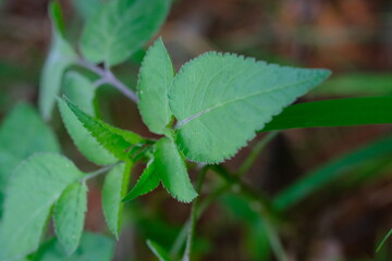Close-up of Green Leaves in Botanical Garden