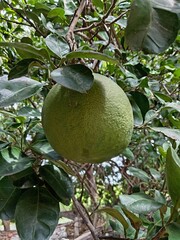 Pomelo on tree
