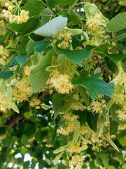 Close-up of linden tree (Tilia) branches with fragrant yellow flowers and green leaves in full...