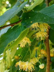 Close-up of linden tree (Tilia) branches with fragrant yellow flowers and green leaves in full...