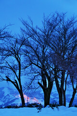 夜明け前の木々の間に