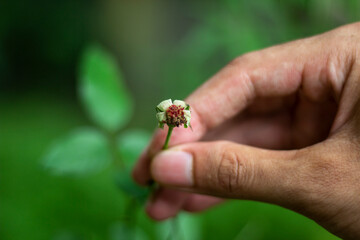 A man's hand holding small flower and background blur