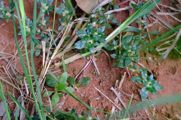Close-up of Ground Cover Plants in Botanical Garden