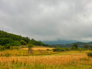 Rural landscape with wildflowers and grassy fields under a cloudy sky in Serbia