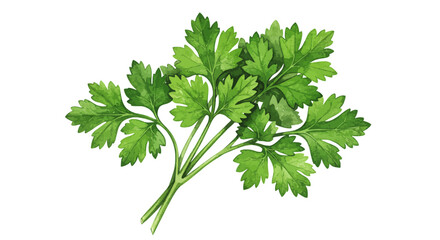 A Vibrant Bunch Of Fresh Parsley Is Presented In A Detailed Watercolor Vector Illustration Showcasing Its Bright Green Leaves And Delicate Textures On White