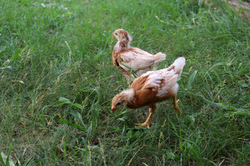 Transitioning Red Sex Links from Brooding Box to full sized Chicken coop and run for backyard chickens