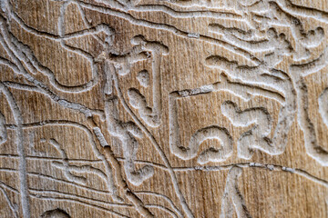 Detailed macro photography of termite-eaten wood with visible patterns and decay, ideal for biology, environment, and natural texture concepts.