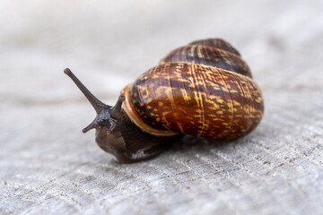Detailed macro photography of a brown snail with patterned shell on textured wood, ideal for...