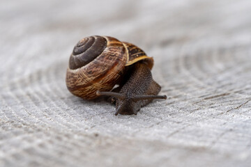 Close-up macro shot of a garden snail crawling on wooden surface, perfect for nature, wildlife, and...