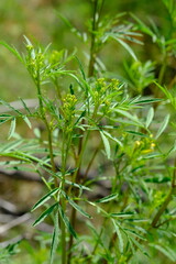 Fototapeta premium Green Foliage in Pretoria Botanical Gardens