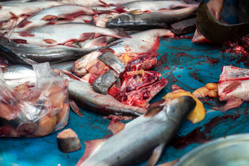 Many fish lying in a bloody state