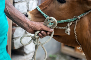 A man hold a cow rope and background is blur
