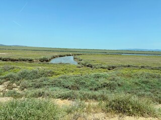 , river, lake, thick green grass on the shore
