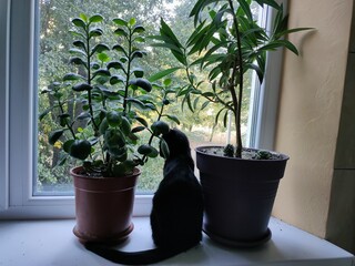 plant in a pot
