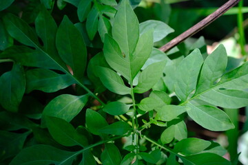 Lush Green Foliage in Botanical Garden