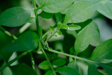 Close-up of Green Leaves in Botanical Garden
