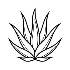 aloe vera vector minimal herb outline
