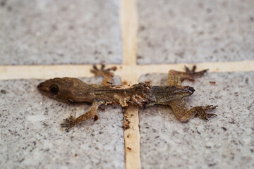 Died lizard found kitchen floor indoor environment macro close-up view nature's cycle