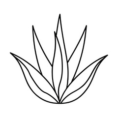 aloe vera vector minimal herb outline