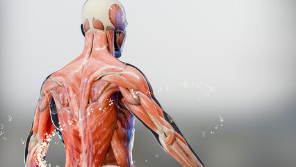 Anatomy Muscles tissues growth, Medically accurate Muscle structure, body building or weightlifting training, Athlete body, bodybuilding fitness supplements, chest and shoulders and abs, 3d render