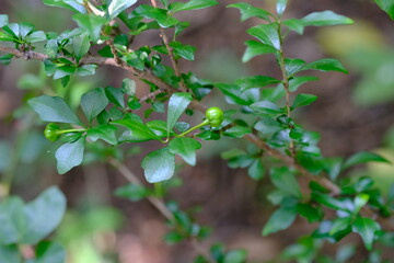 Green Leaves and Berries on Branch