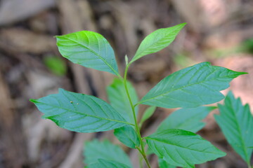 Close-up of Green Plant Leaves