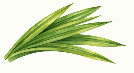 Fototapeta premium Watercolor Vector Art Presents Vibrant Green Pandan Leaves Gracefully Arranged Showcasing The Delicate Details And Textures Against A Clean White Backdrop