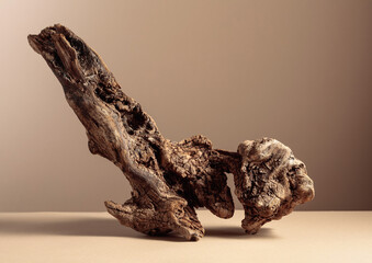 Old dry wooden snag on a beige background.
