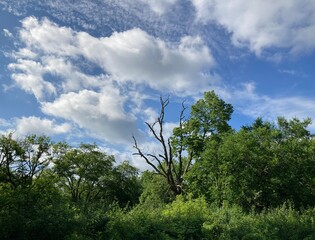 trees and cloudy sky in summer