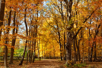 Autumn season. Fall leaves change color. Nature fall weather. Seasonal forest. Natural fallen...