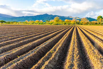 field prepared for sowing and tracks of tractor tires on farm, a plowed field in the countryside. Arable agricultural field with mountains